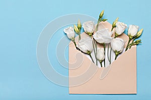 Flower bud flat lay in an envelope lisianthus or eustoma, texas bell and prairie gentian, irish rose, on pastel blue background