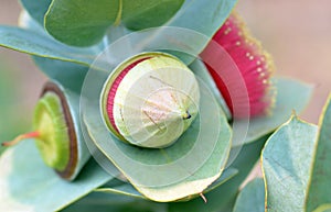 Flower, bud and fruit of Eucalyptus macrocarpa