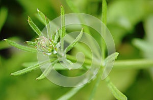 Flower bud of Galium aparine