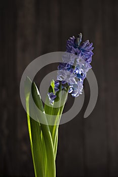 flower bud geacinth or hyacinth flower on dark wooden background, symbol of spring