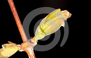 Flower bud on honeysuckle branch isolated on black background.