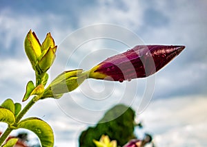 Flower bud - Mandevilla splendens - with water drops with cloudy sky in background