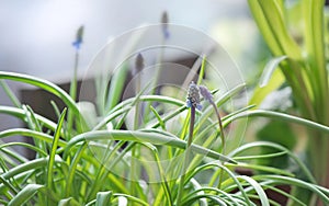 flower bud of a muscari beginning to bloom in potted