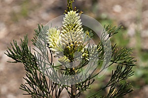 Flower bud of a native petrophile pulchella shrub