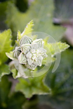 Flower bud . Nature is a bizarre plant