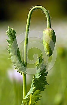 Flower bud of opium poppy papaver somniferum