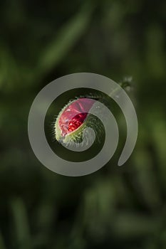 Flower bud of papaver rhoeas