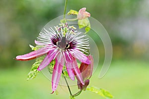 The flower and bud of Passiflora caerulea