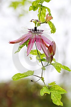 The flower and bud of Passiflora caerulea