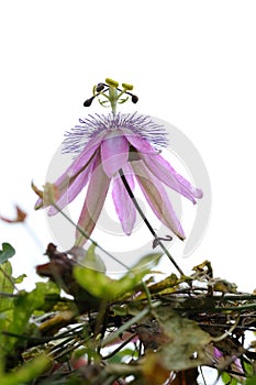 The flower and bud of Passiflora caerulea