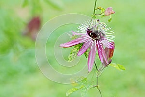 The flower and bud of Passiflora caerulea photo