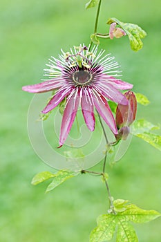 The flower and bud of Passiflora caerulea photo