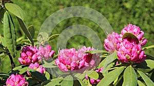 Flower Bud Pink Rhododendron And Blur Backgrounds