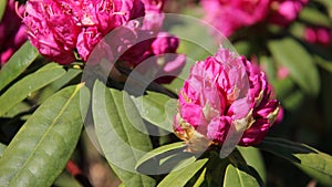 Flower Bud Pink Rhododendron With Green Leaves