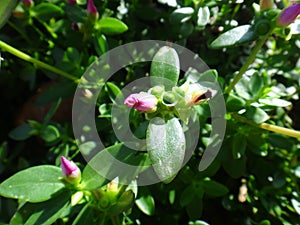 Flower bud - Pink or rose