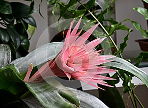 Flower bud of a plant. Aechmea fasciata