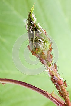 Flower bud with plant lice