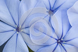 Flower bud of Plumbago auriculata