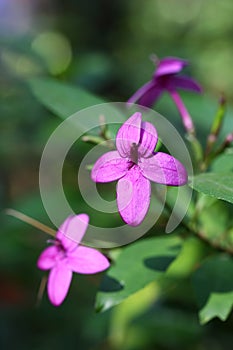 The flower and bud of Pseudo anthhemum laxiflorum photo