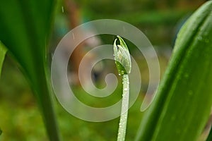 flower bud in raindrops on the street