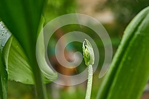 flower bud in raindrops on the street