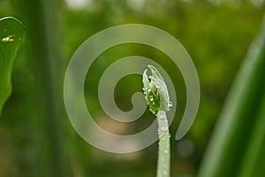 flower bud in raindrops on the street