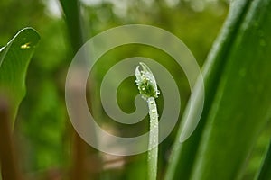 flower bud in raindrops on the street