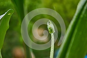 flower bud in raindrops on the street