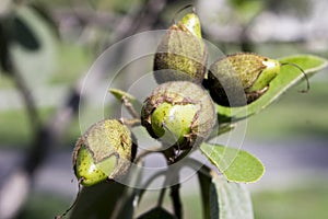 Flower bud sprouting