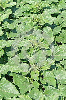 Flower bud of Sunflower Helianthus annuus in field