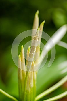 A flower bud with water droplets