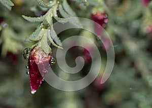 Flower bud with water drops on blurry background