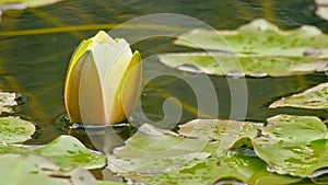 Flower bud of a water lily in the pond