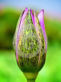 Flower bud waterlily