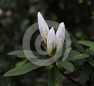 flower bud of the white azalea plant