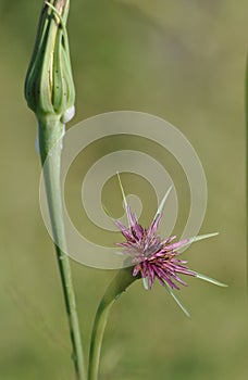 Flower and bud of wild plant