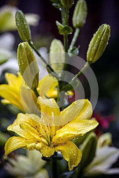 Flower and bud of yellow Day-lily in drops after the rain