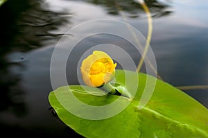 Flower bud of Yellow Water-lily. Least Water-lily grows naturally