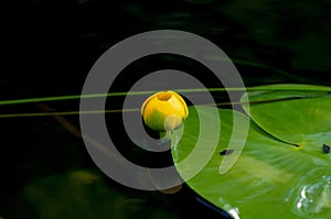 Flower bud of Yellow Water-lily. Least Water-lily grows naturally