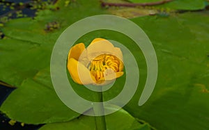 Flower bud of Yellow Water-lily. Least Water-lily grows naturally.