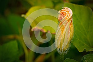 Flower of the budding pumpkin