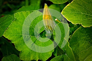 Flower of the budding pumpkin