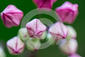 Flower Buds