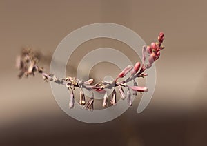 Flower buds