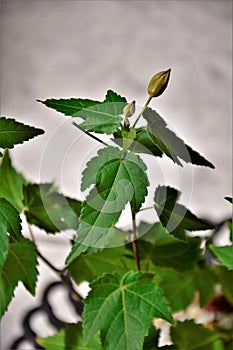 Flower buds of Abutilon striatum