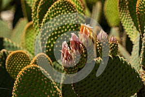 Flower buds of a blind prickly pear (opuntia rufida), a cactus native of Texas and New Mexico