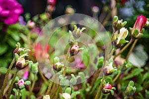 Flower buds blooming in the garden in Iceland, summer season.