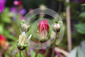 Flower buds blooming in the garden in Iceland, summer season.