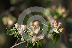 Flower buds on a branch of an apple tree