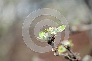 Flower buds on a branch of an apple tree